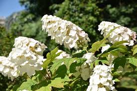 Japanese holly is another of the best shade shrubs for areas of light to deep shade. Hnzeycelglecxm