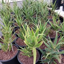Image result for Aloe wildii