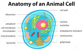 Unlike prokaryotic cells, dna in animal cells is housed within the animals typically contain trillions of cells. What Do Animal And Plant Cells Have In Common Socratic