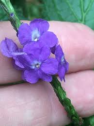 Image result for Stachytarpheta cayennensis