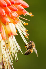 Bee On A Kniphofia With Images Bee Save The Bees Honey Bee