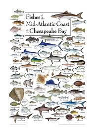 fishes of the mid atlantic coast and chesapeake bay regional