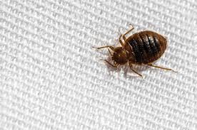 Bed bugs are parasites that live in mattresses and other furniture, pest control is needed