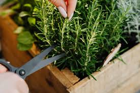 Image result for rosemary cuttings