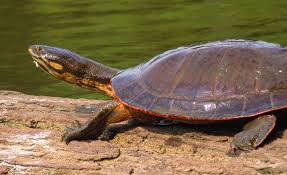 Image result for Raphidiocystis jeffreyana