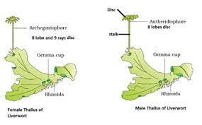 Stomata have remained relatively unchanged in basic form (but possibly not physiologically) for several hundred million years. Draw Labelled Diagrams Ofa Female And Male Thallus Of A Liverwort B Gametophyte And