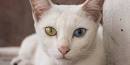15 Weirdest Looking Cat Breeds - iHeartCats