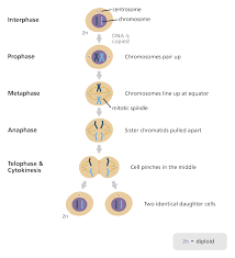 What Is Mitosis Mitosis Gcse Science Daughter Cells