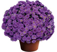 Image result for Aster