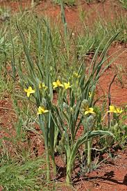 Image result for Hypoxis rigidula