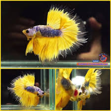 Live Betta Fish Male Marbled Blue Mustard Rosetail Halfmoon Hm 3285 Betta Fish Betta Fish
