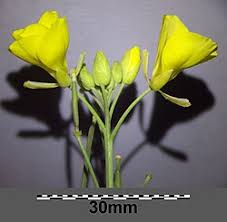 Image result for Diplotaxis tenuifolia