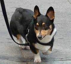 Black And Brown Corgi Pin On Going To The Dogs