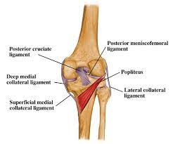 Its primary f(x) is internal rotation of knee, unlocking of knee being . Posterior Leg Muscles Flashcards Quizlet