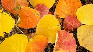 Poesi av Inger Carlsson: Asparna