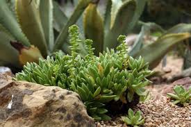 Image result for Landolphia villosa