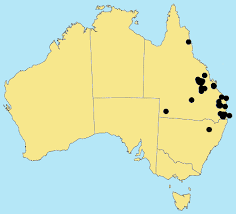 Image result for Moorochloa eruciformis