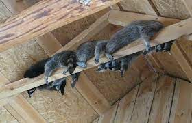 Chaos wildlife solutions have more than ten years of experience removing all kinds of bats from people's homes. Chaos Wild Life Solutions