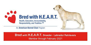 We did not find results for: White Labrador Retriever Puppies In Mn Baxter Lake Labradors