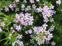 Coleonema Pulchrum Compactum Front Yard Plants Small Shrubs Plants