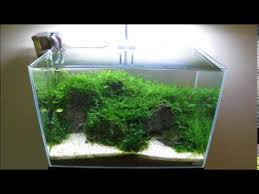 Mini christmas moss has a smaller leaf variation with thinner and shorter branches when compared to the original christmas moss. Ada Mini L Dry Start Moss Tank Youtube