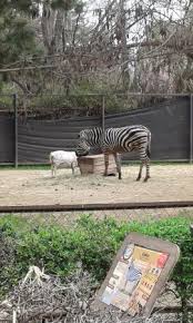 A nyala bull stands in his enclosure at the buin zoo in santiago, chile, friday, jan. Buin Zoo Picture Of Buin Zoo Tripadvisor