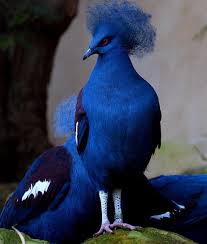 Most Beautiful Birds In The World Most Beautiful Birds Animals Beautiful Beautiful Birds