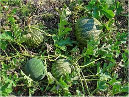 Image result for Eureiandra sp. A