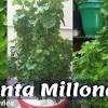 Si tiene suerte, las plantas de dinero pueden comenzar a florecer en invierno. 1