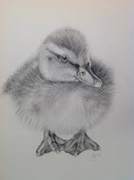 Here's a simple duck drawing you can do in minutes. Pin By Vokalova Tereza On Drawing Animals Pencil Drawings Of Animals Animal Sketches Art Drawings Sketches