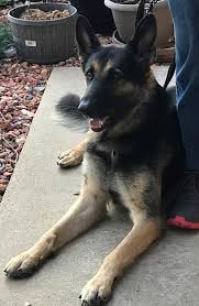 See more of german shepherd dog rescue of iowa on facebook. Facebook