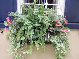 We did not find results for: Follow The Yellow Brick Home Planting Window Boxes With Shade Loving Plants Follow The Yellow Brick Home