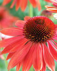 Hybrid Coneflower Big Sky Sundown Aka Evan Saul Echinacea X Hybrida Farm Gardens Echinacea Plants