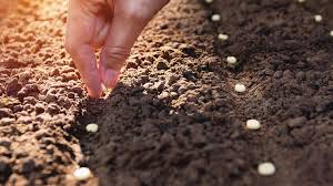 Check spelling or type a new query. Sowing Seeds Outdoors In The Winter