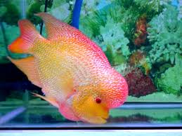 Flowerhorn Im Aquarium Haltung Und Portrat