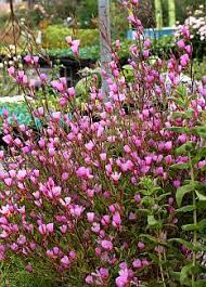 Long Blooming Drought Tolerant And Clay Friendly California Native Clarkias Annuals They Self Sow Rel Plants Drought Tolerant Garden California Native Plants