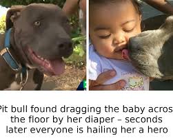 ⬇⬇ LINK IN COMMENT ⬇⬇ Pit bull found dragging the baby across the floor by  her diaper