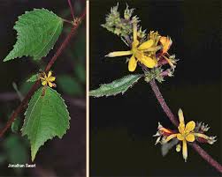 Image result for Triumfetta pentandra