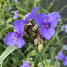 Image result for Tradescantia