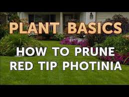Red tip photinia (photinia x fraseri) is an evergreen shrub with pretty red foliage that turns green. How To Prune Red Tip Photinia Youtube