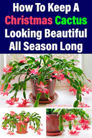 While christmas cacti are not poisonous to your feline family members (or canines, for that matter), ingesting the plant can cause temporary stomach irritation, diarrhea, and vomiting, so it's best to keep an eye on your kitty if. Gardening Archives Good Living Guide