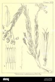 Image result for Vernonia natalensis