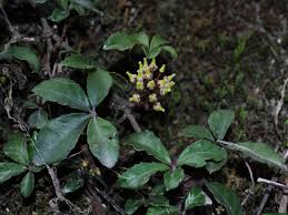 Image result for Vitaceae