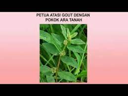 Pokok susu nabi ini amat senang didapati ,pokoknya rendah sahaja,jika di patahkan dahannya akan mengeluarkan getah seperti. Ubat Gout Gan Pokok Ara Tanah Youtube