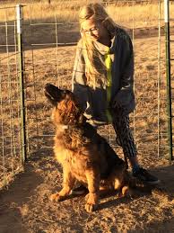 Sevenoaks, kent (9.6 miles from rochester). Reputable German Shepherd Puppy Breeder On West Coast Calico Junction German Shepherds Calico Junction Long Coat German Shepherds