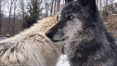 1 overall in the 2021 nba draft after winning the lottery tuesday. Latest Nikai Gifs Gfycat