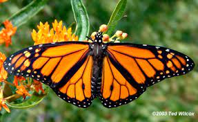 For a long time, scientists thought the mimicry between the monarch and viceroy butterfly went one way: Monarch Or Viceroy