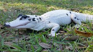 Bird Cleaning Crocodile Teeth Youtube American Alligator Animals Rare Animals Animals Beautiful