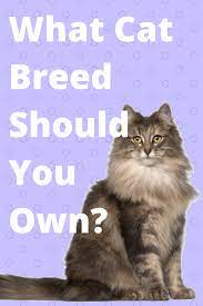 What Breed Of Cat Should You Get Cat Breeds Best Cat Breeds What Cat