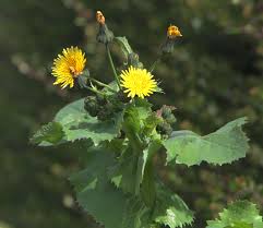 Image result for Sonchus oleraceus